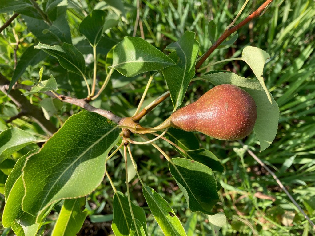 The very first pear forming in our new orchard on the farm.