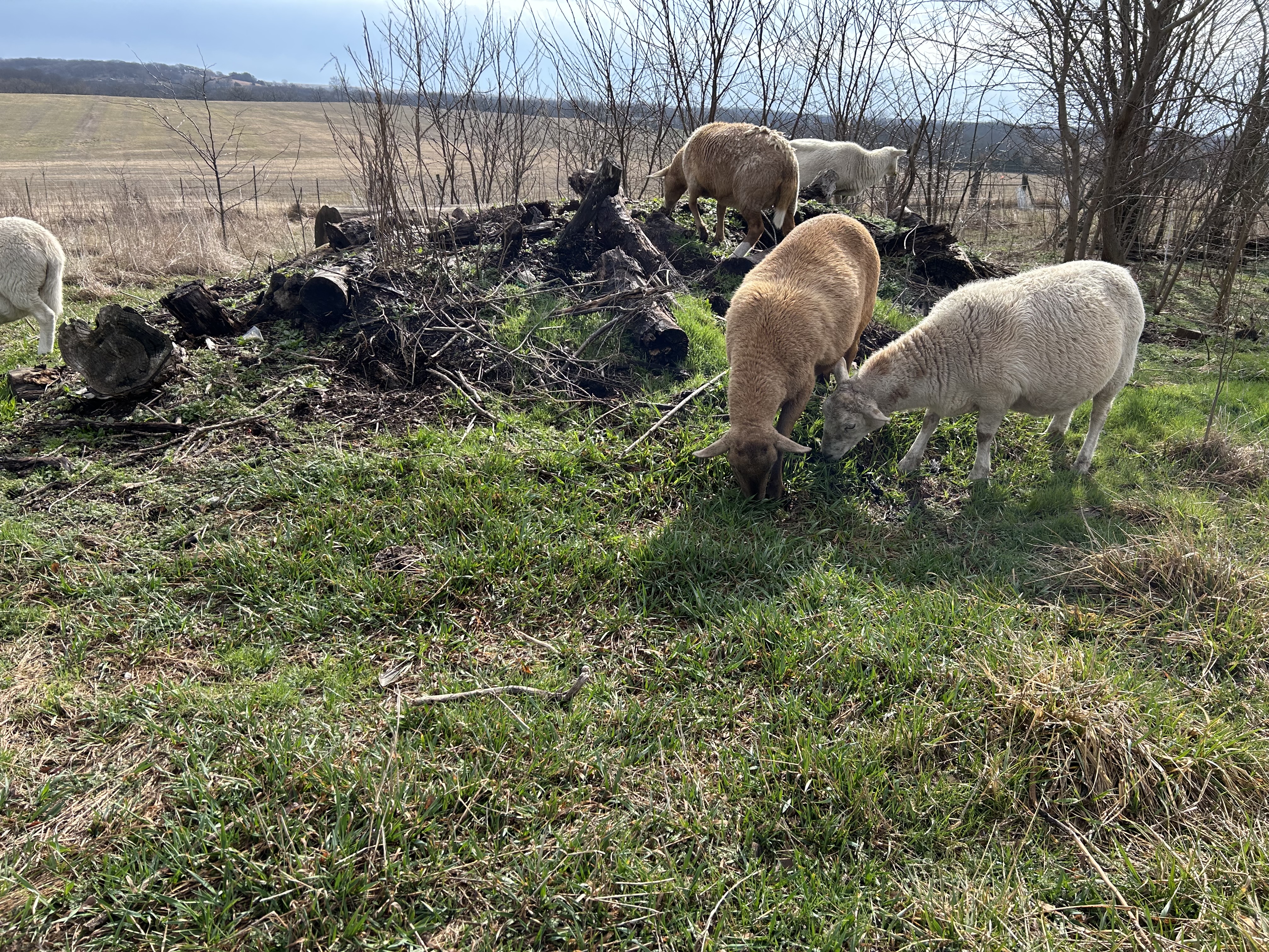 Another year of not killing the sheep with the first day of green grass ...
